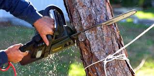 Best Storm Damage Tree Cleanup  in Douglas, GA