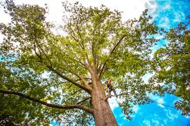 Best Tree Removal  in Douglas, GA