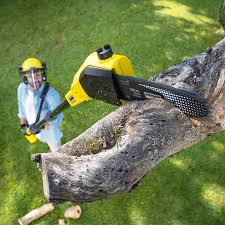 Best Tree Disease Treatment  in Douglas, GA