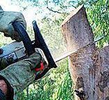 Best Firewood Processing and Delivery  in Douglas, GA