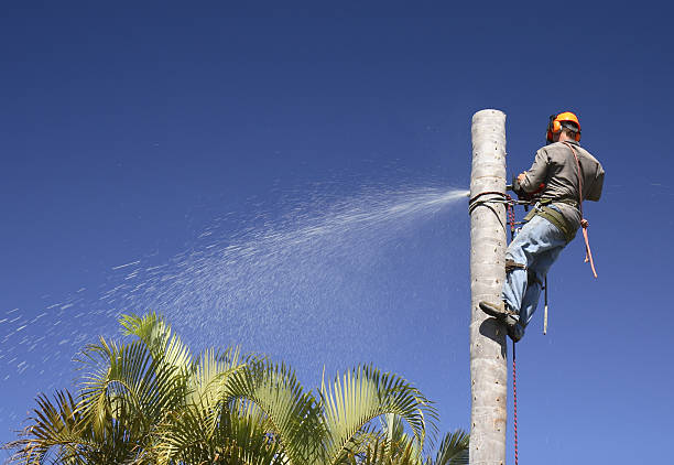 Trusted Douglas, GA Tree Care Experts