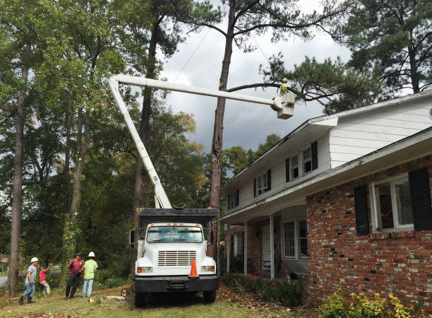 Best Stump Grinding and Removal  in Douglas, GA