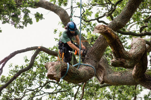 Best Tree Risk Assessment  in Douglas, GA