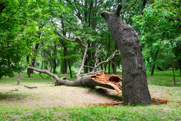 Best Root Management and Removal  in Douglas, GA