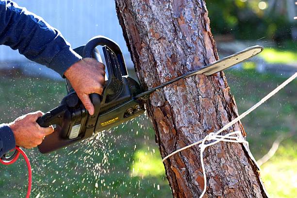 Best Hedge Trimming  in Douglas, GA