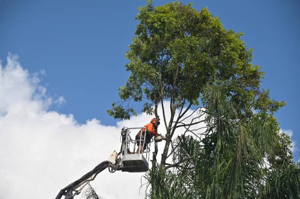 Best Tree Trimming and Pruning  in Douglas, GA