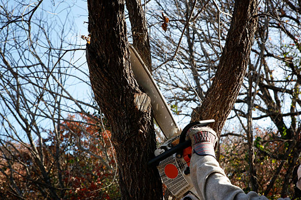 Best Emergency Tree Removal  in Douglas, GA