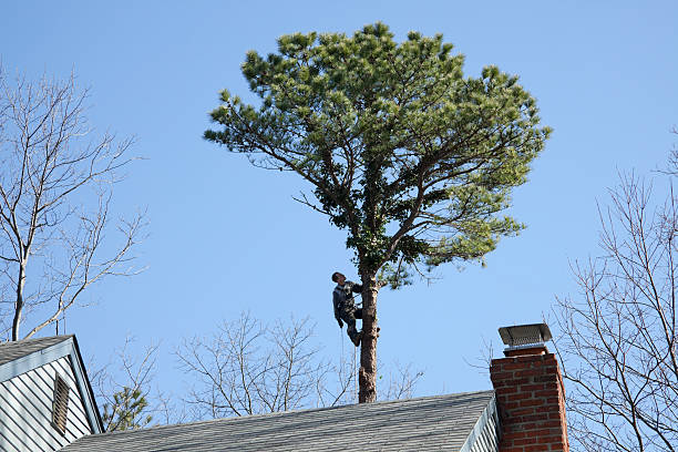 Best Tree Maintenance Programs  in Douglas, GA