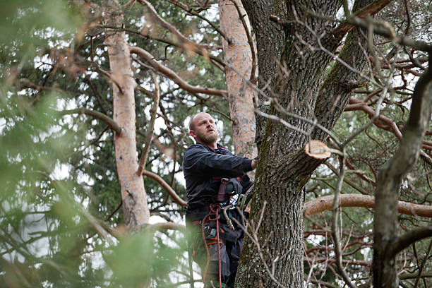 How Our Tree Care Process Works  in  Douglas, GA