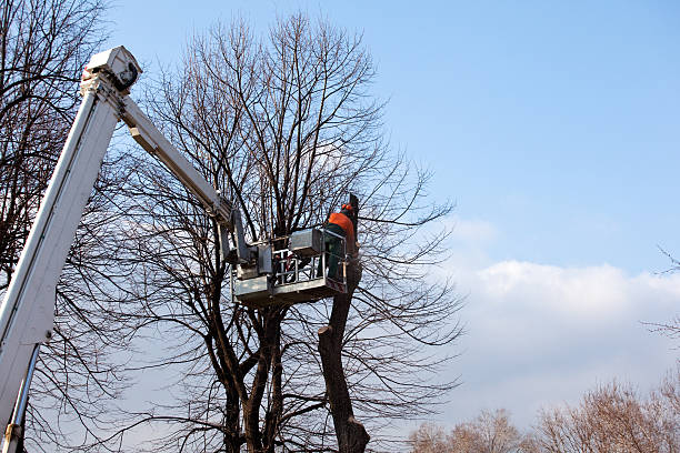 Best Tree Cabling and Bracing  in Douglas, GA