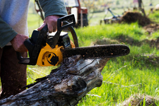 Best Lawn Renovation and Restoration  in Douglas, GA