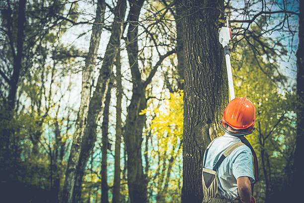 Best Leaf Removal  in Douglas, GA