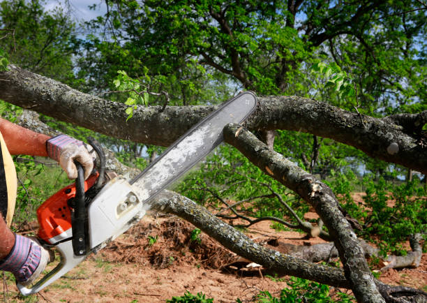 Lawn Watering Services in Douglas, GA