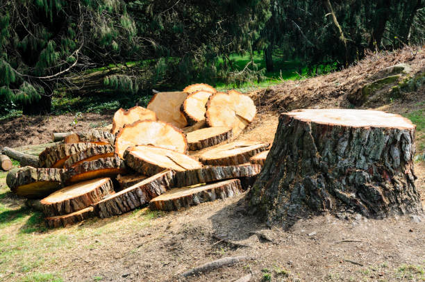 Best Commercial Tree Services  in Douglas, GA